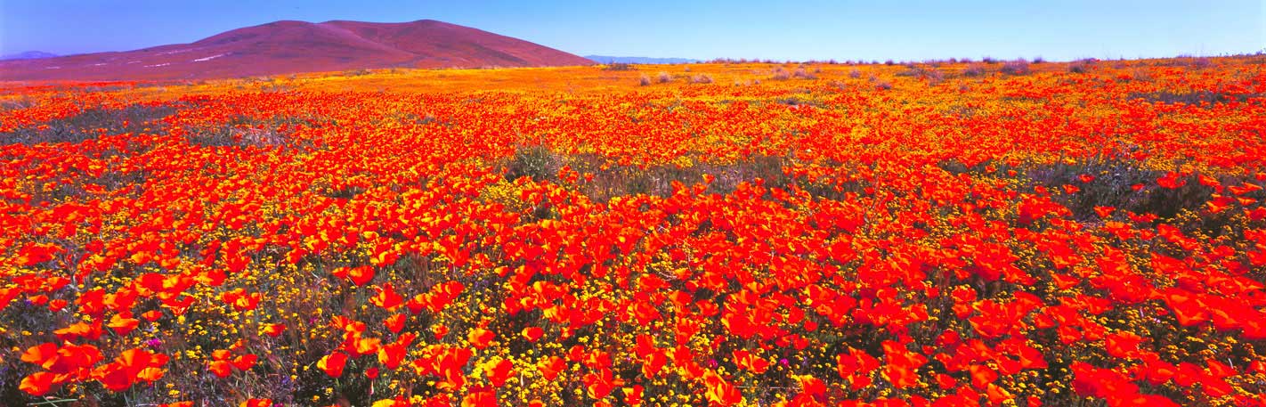 Panoramic Fine Art Landscape Photography Brilliant Orange California Poppies, Antelope Valley, Calif.